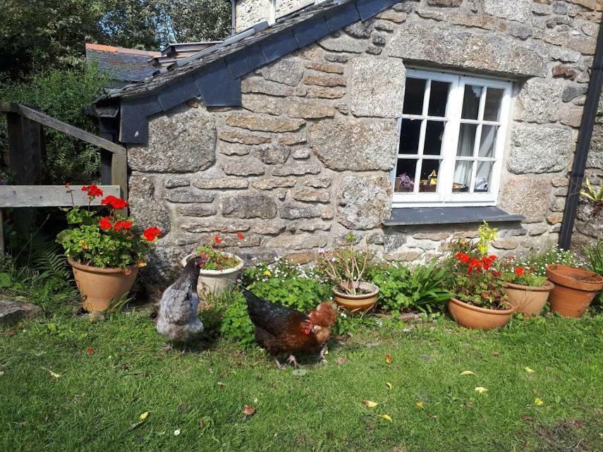 Borea Barn Vegetarian B&B St Ives 외부 사진